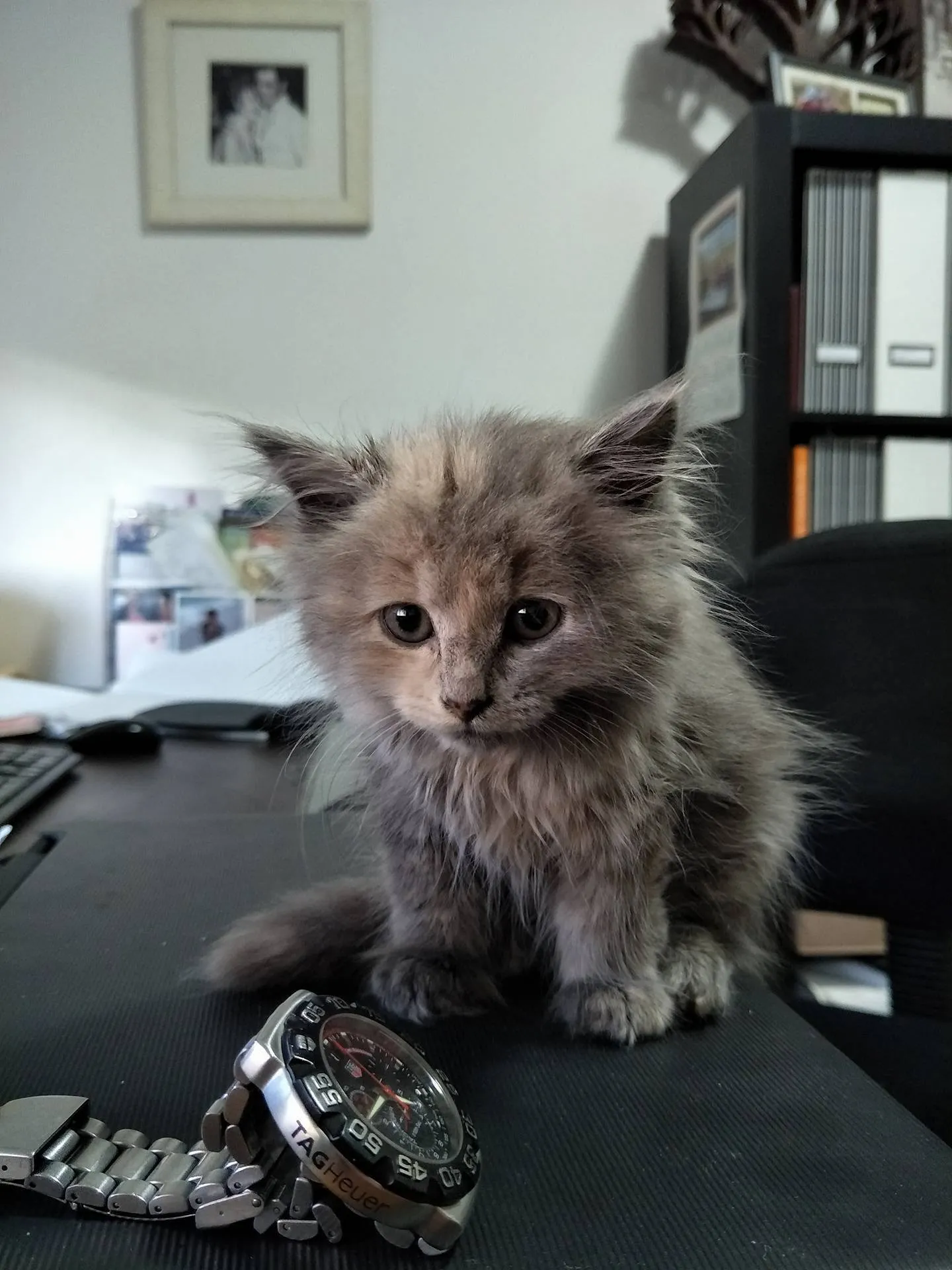 Rescue Kitty - Lucy