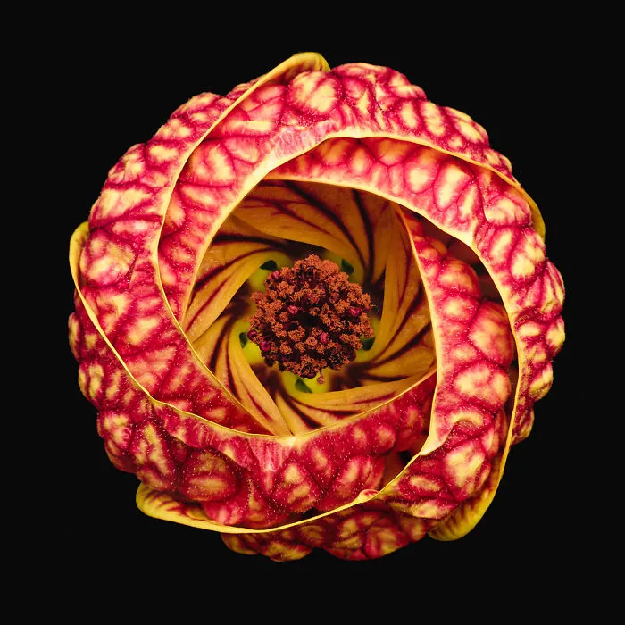 Finalist, 'Vortex Blossom' By Bruno Militelli