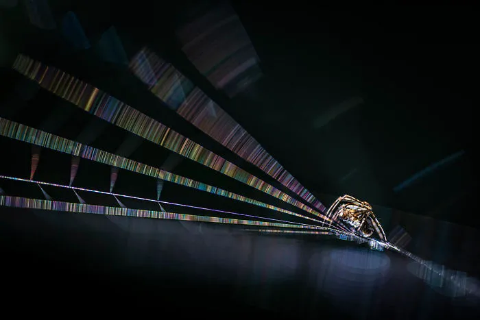 Highly Commended, 'The Hunter' By Rob Blanken