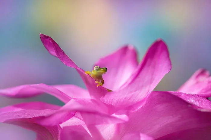 Highly Commended, 'Posing' By Barbora Polivkova