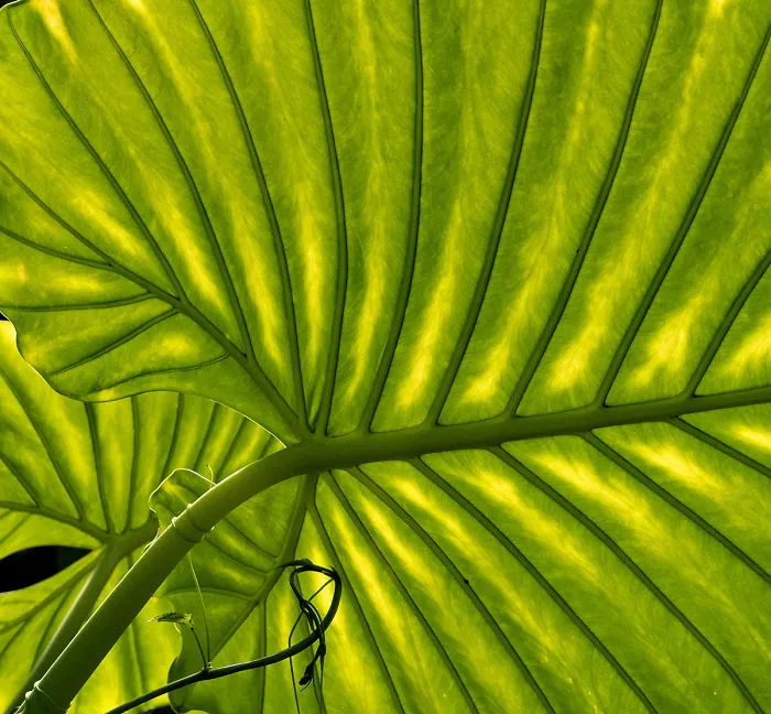 Highly Commended, 'Leaf Structure' By Dinah Jayes