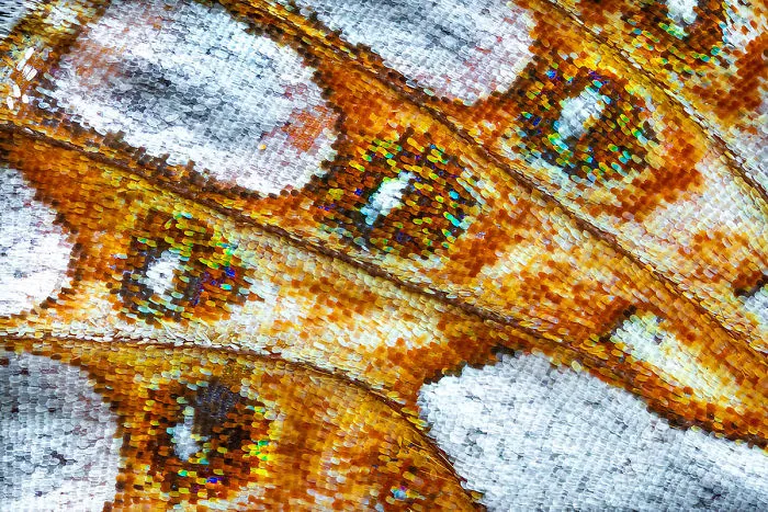Highly Commended, 'Butterfly Wing V' By Petar Sabol