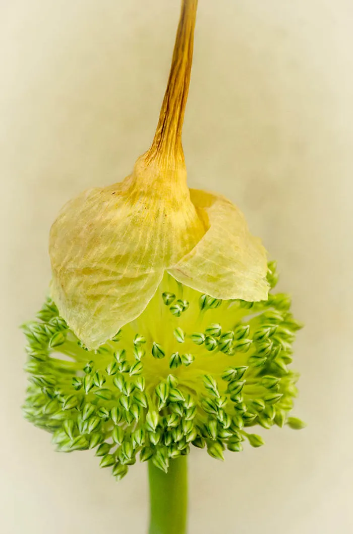 Highly Commended, 'You Can Leave Your Hat On' By Ingeborg Hartgerink-Grandia