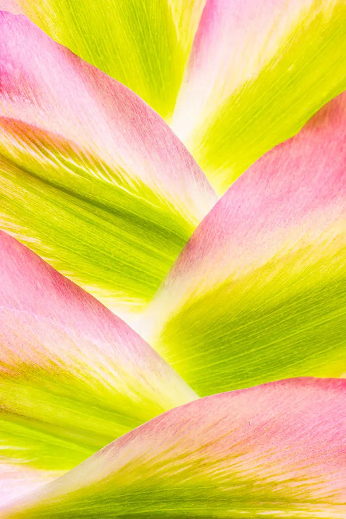 2nd Place, 'Mountains Of Tulip Petals' By Anne Macintyre