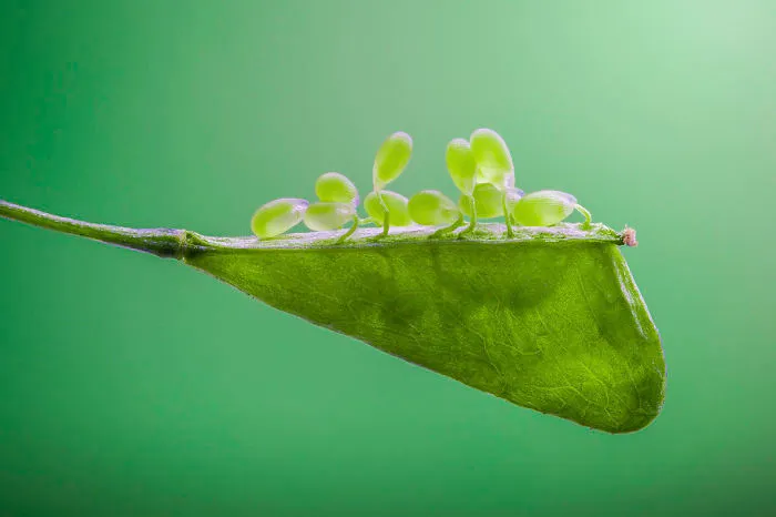 3rd Place, 'Shepherd's Purse Seed' By Zhang Ye Fei