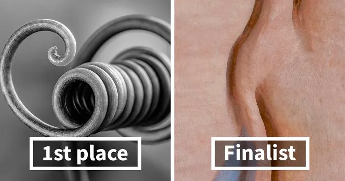 The 2020 Macro Art Photography Awards Just Announced Its Winners And The Photos Are Breathtaking