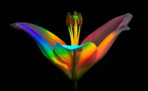 The 2020 Macro Art Photography Awards Just Announced Its Winners And The Photos Are Breathtaking