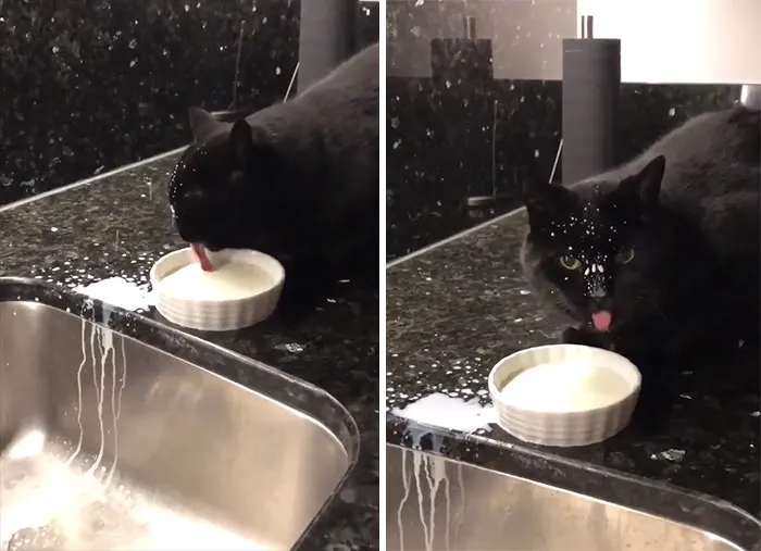 I Think My Cat Has A Drinking Problem...
