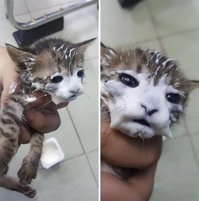 Caught This Guy Trying To Steal My Yogurt