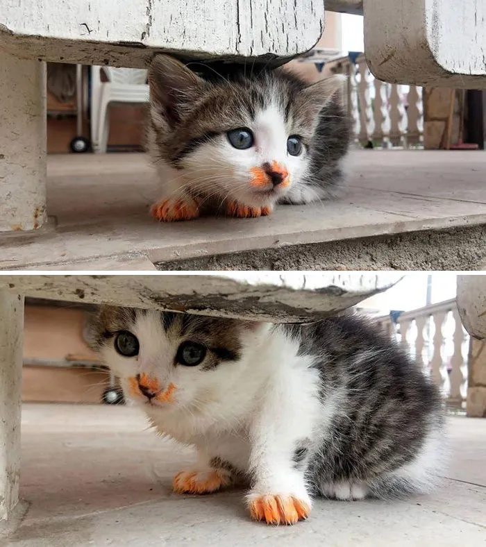 What Bolognese? I Don't Know Who Ate It