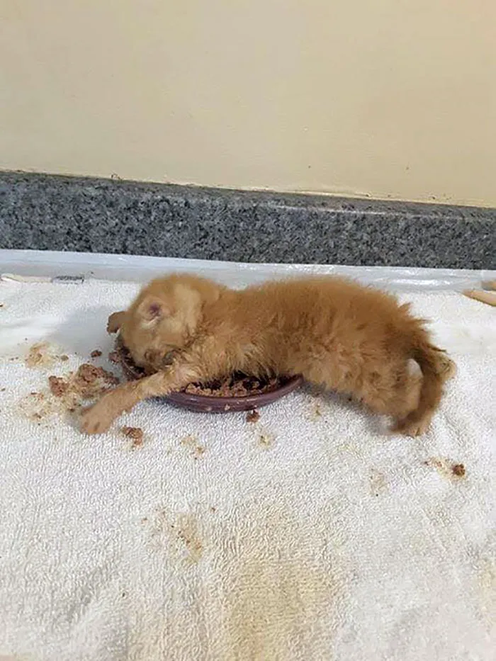 Learning To Eat Is Exhausting