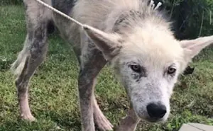 Cruel Man Starves Husky As Revenge On His Wife That Divorced Him, The Dog Undergoes Amazing Transformation After Being Rescued