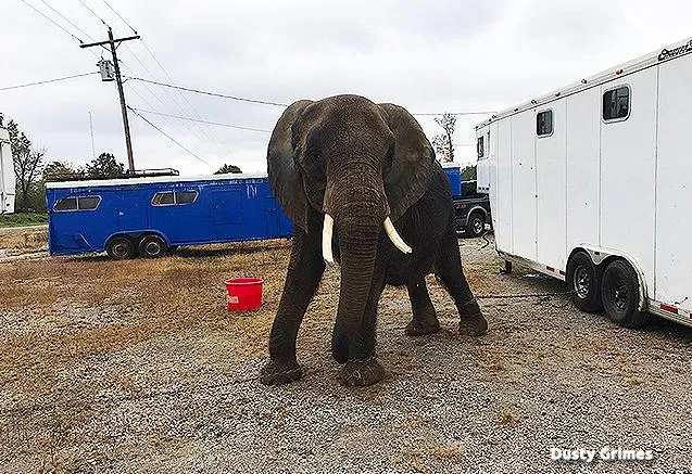 Flying Elephants