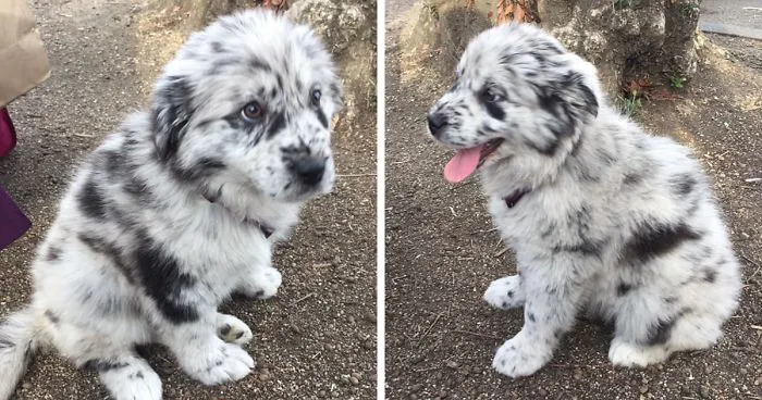 A Girl Posts A Photo Of A Pupper That Looks Like An Oreo, Others Jump On The Bandwagon By Posting Their Own Oreo Dogs