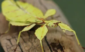 I Use My Unique Technique To Create Realistic Animals And Plants From Paper (34 New Pics)