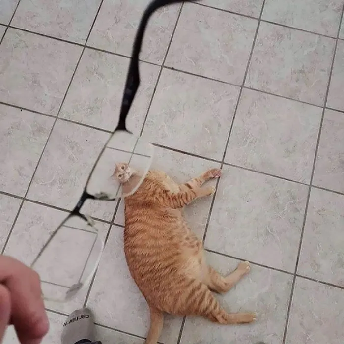 People Are Sharing Hilarious Distorted Pictures Of Animals Through Glasses (20 Pics)