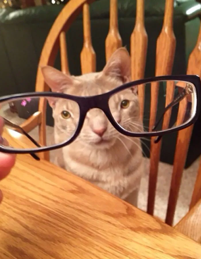 People Are Sharing Hilarious Distorted Pictures Of Animals Through Glasses (20 Pics)