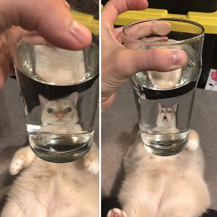 People Are Sharing Hilarious Distorted Pictures Of Animals Through Glasses (20 Pics)