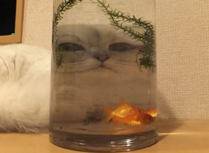 People Are Sharing Hilarious Distorted Pictures Of Animals Through Glasses (20 Pics)
