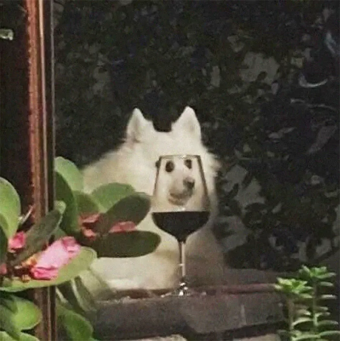 People Are Sharing Hilarious Distorted Pictures Of Animals Through Glasses (20 Pics)