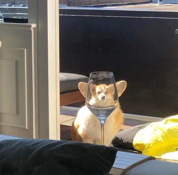 People Are Sharing Hilarious Distorted Pictures Of Animals Through Glasses (20 Pics)