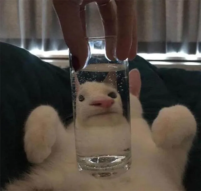 People Are Sharing Hilarious Distorted Pictures Of Animals Through Glasses (20 Pics)
