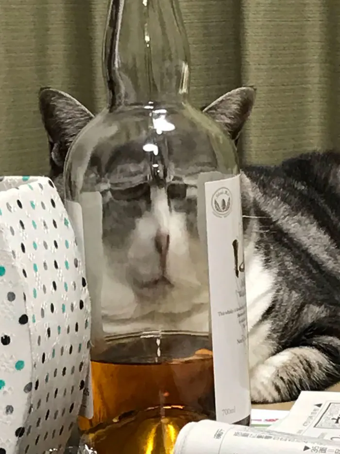 People Are Sharing Hilarious Distorted Pictures Of Animals Through Glasses (20 Pics)
