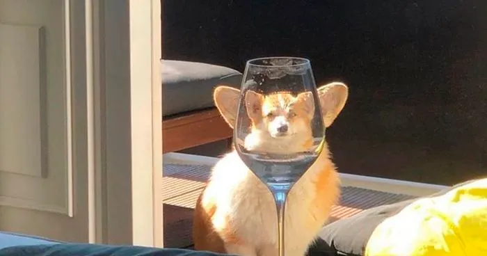 People Are Sharing Hilarious Distorted Pictures Of Animals Through Glasses (20 Pics)