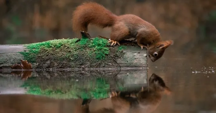 I Captured Squirrels Looking In The Water As If They Were Looking In The Mirror (14 Pics)
