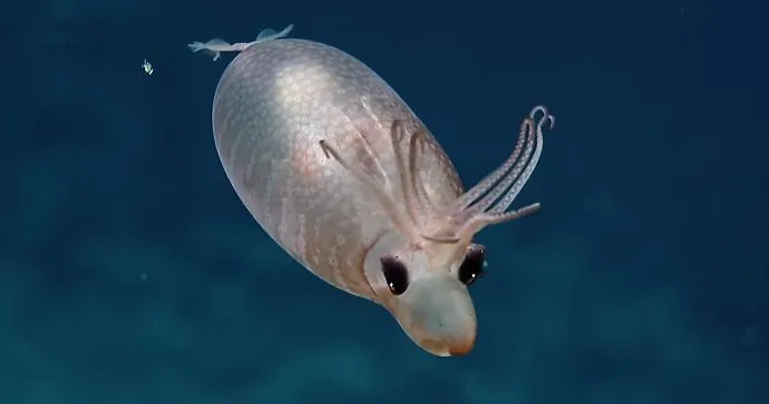 Rare Encounter With Piglet Squid Leaves Deep Sea Explorers Speechless
