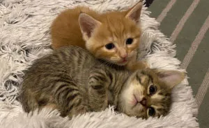 My Colleague Brought A Pregnant Stray Cat Into Our Office, Now The Family Of Nine Has Their Own Meeting Room
