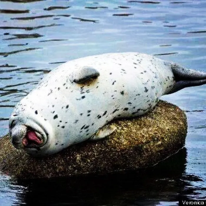 30 Amusing Photos Of Seals Who Can’t Contain Their Laughter