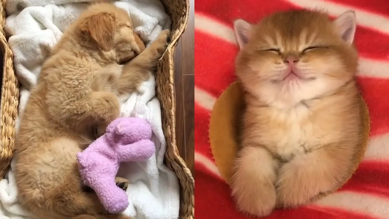 Cutest Baby Animals