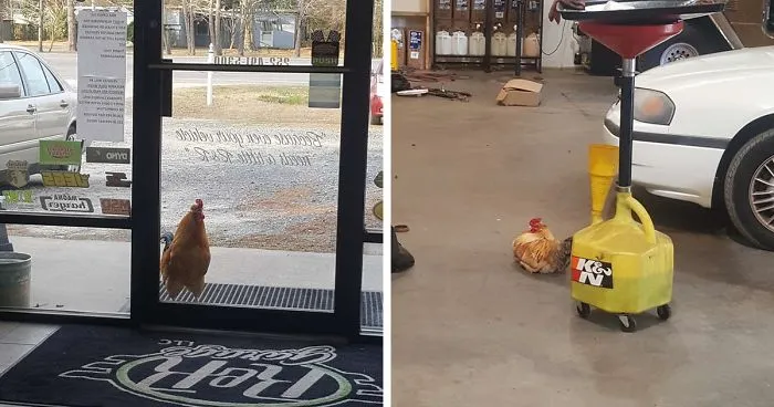 Abandoned Rooster Randomly Shows Up At Auto Shop And Decides He "Works" Here Now