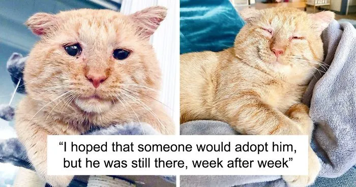 After Convincing Landlord, Woman Brings The Saddest Stray Cat Home, A Year Later, He’s Unrecognizable
