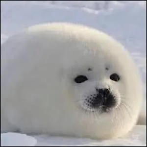a pandawhale