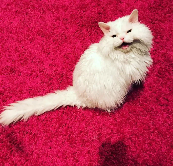 Meet Chirico, A Cat Whose Facial Expressions Make Her Look Like She's Always Judging Others (30 Pics)