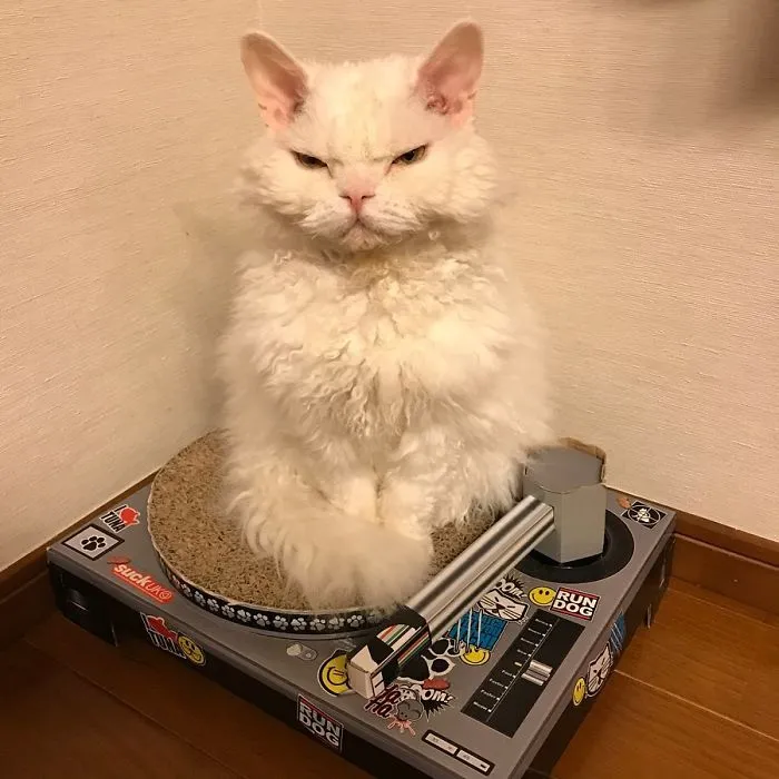 Meet Chirico, A Cat Whose Facial Expressions Make Her Look Like She's Always Judging Others (30 Pics)