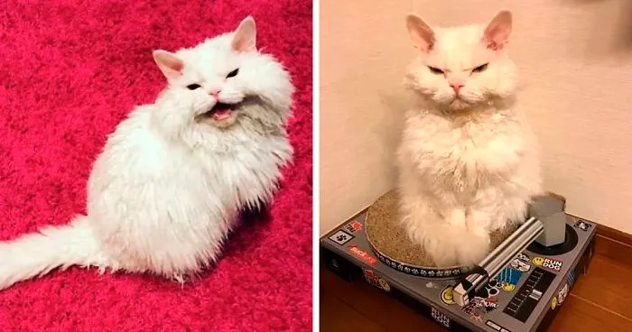 Meet Chirico, A Cat Whose Facial Expressions Make Her Look Like She's Always Judging Others (30 Pics)