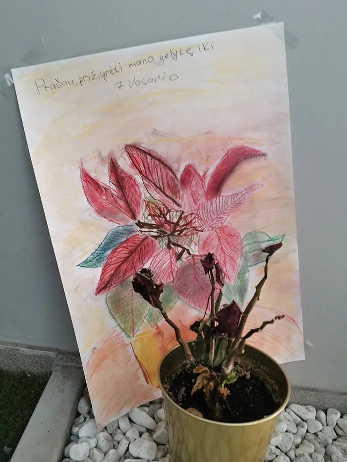 "Please look after my flower until February 7"