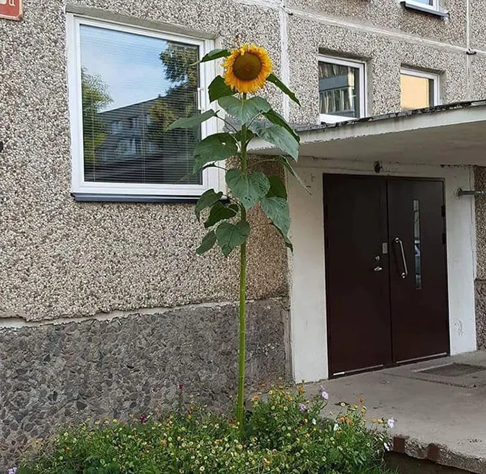 From Amazing To Downright Scary, These 30 Design Decisions In Soviet Apartment Buildings In Lithuania Are Far From Boring