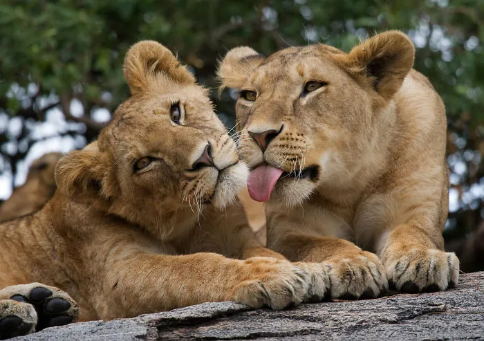 This Photographer Ventured To Dangerous Places Where He Shot These 30 Wildlife Photos