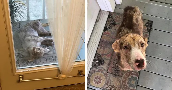 Poor Stray Dog Comes To Rest On This Family's Porch, Refuses To Leave