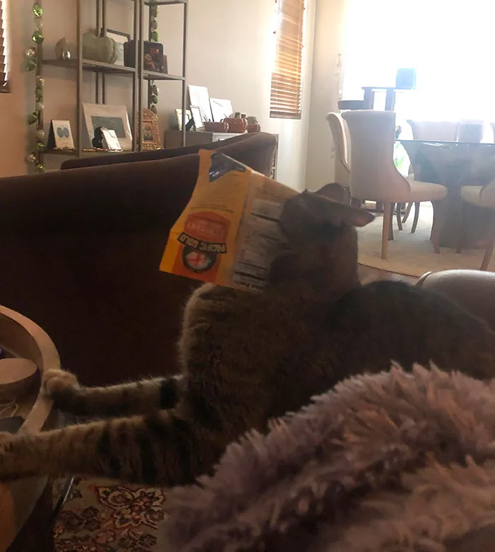 How Many Times In 20 Minutes Can She Get Her Head Stuck In An Empty Beef Jerky Bag? 4 Times. The Answer Is 4 Damn Times