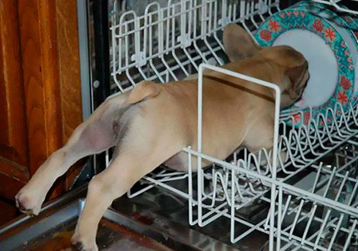 He Tried To Lick The Plates And Got Stuck