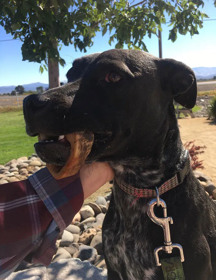 This Was The Day Rosie Learned What Regret Was. We Were At The Vet Because She Had A Bone Stuck Around Her Jaw And They Had To Sedate Her And Cut It Off