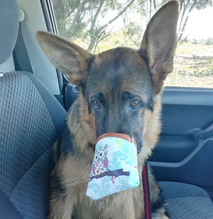 He Tried To Steal Treats And His Face Got Stuck