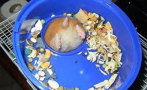 39 Poor Animals Who Ran Out Of Luck And Got Stuck While Eating