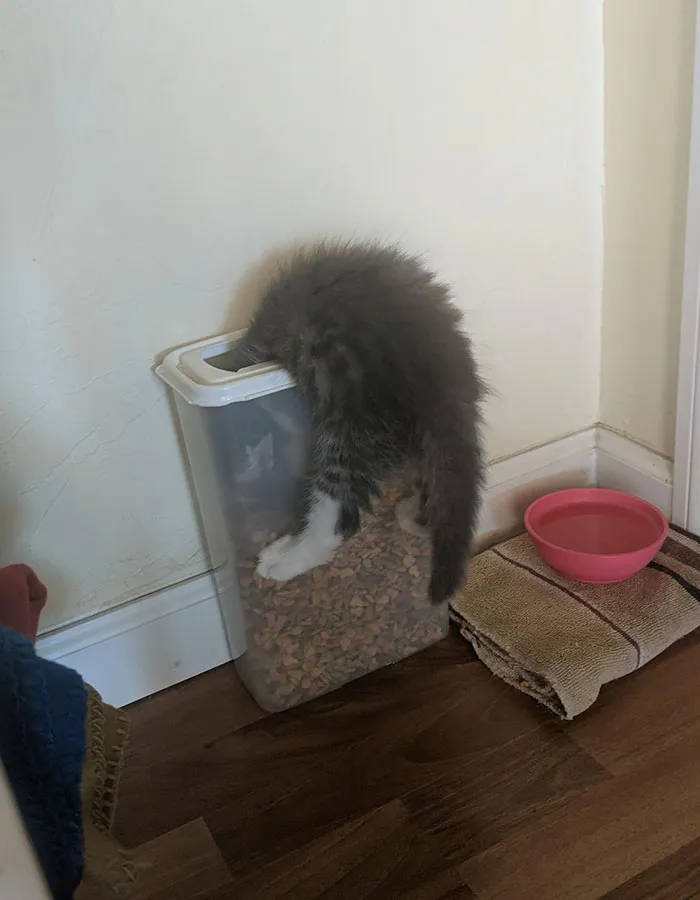 Kitten Decided I Wasn’t Feeding Him Enough And Went Ahead And Got Stuck