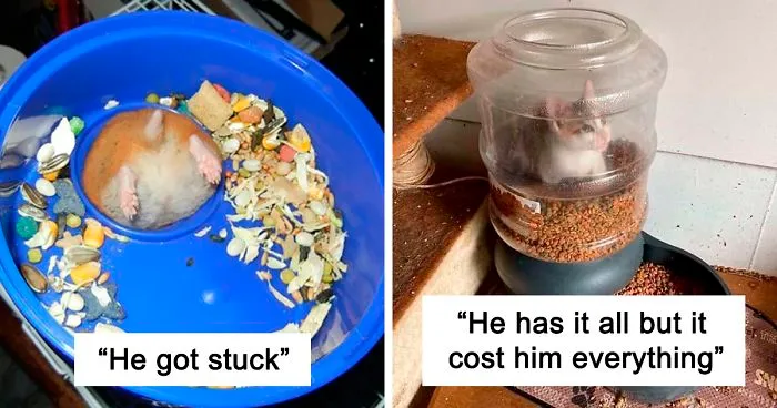 39 Poor Animals Who Ran Out Of Luck And Got Stuck While Eating